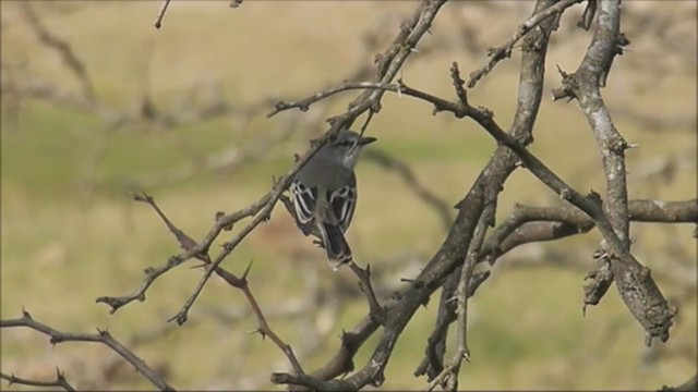 Suiriri Flycatcher - ML222226751