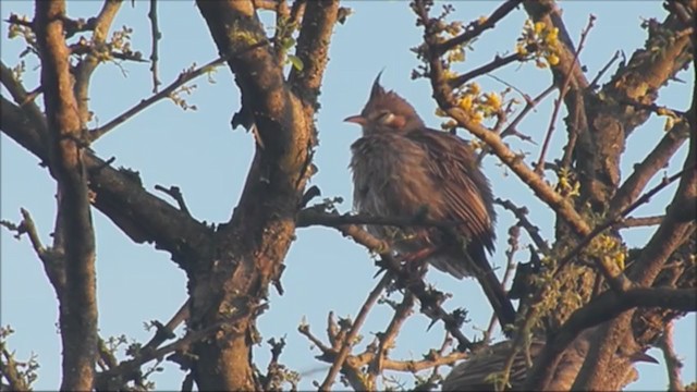 Анумбі чубатий - ML222226871