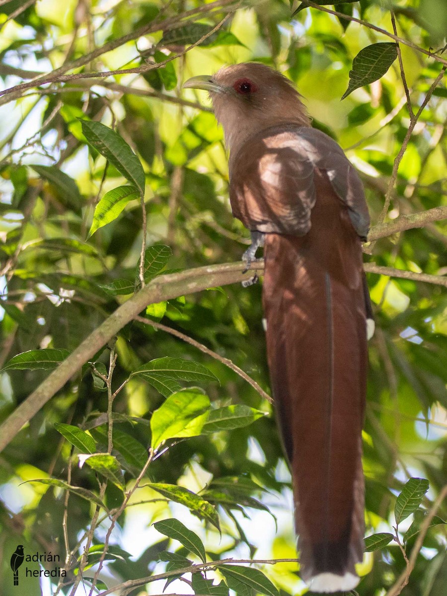 Squirrel Cuckoo - ML222227101