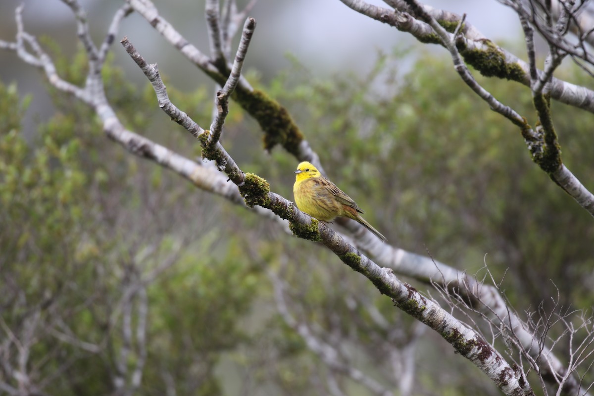 Bruant jaune - ML222227111