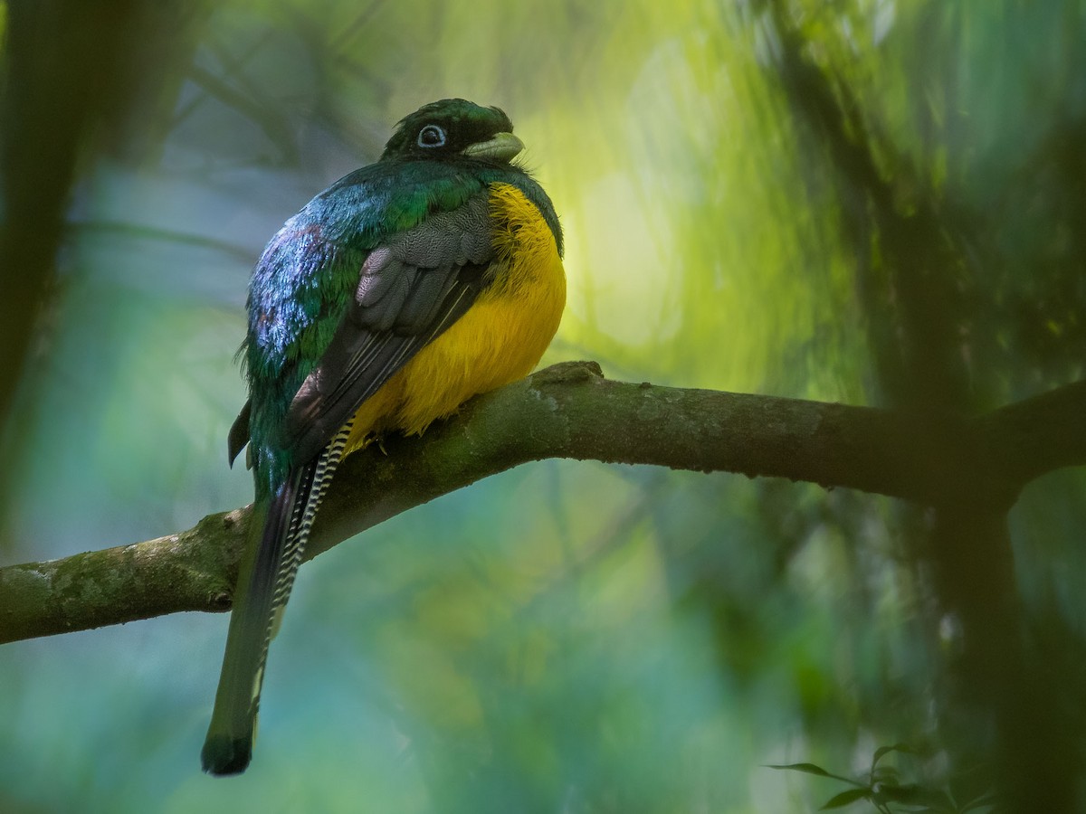 Atlantic Black-throated Trogon - Adrián  Heredia