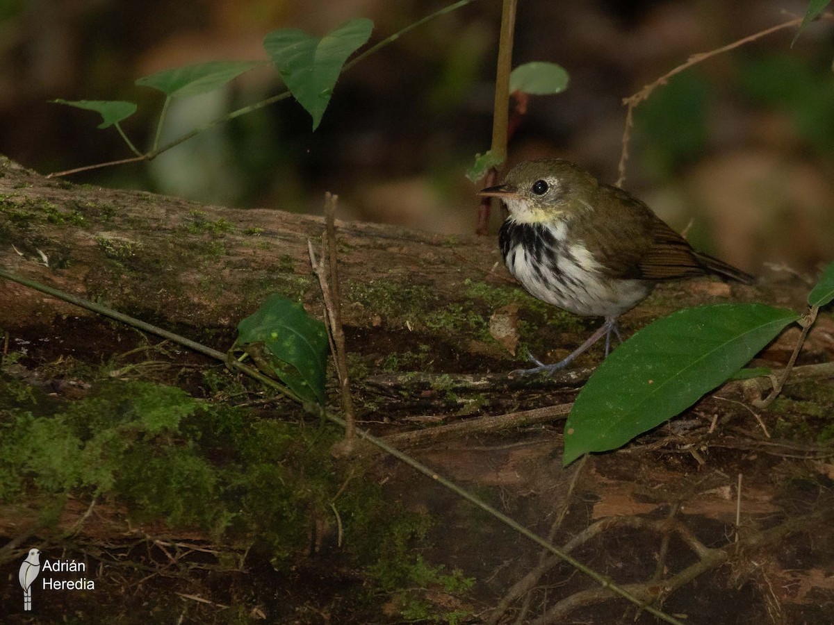 Southern Antpipit - Adrián  Heredia