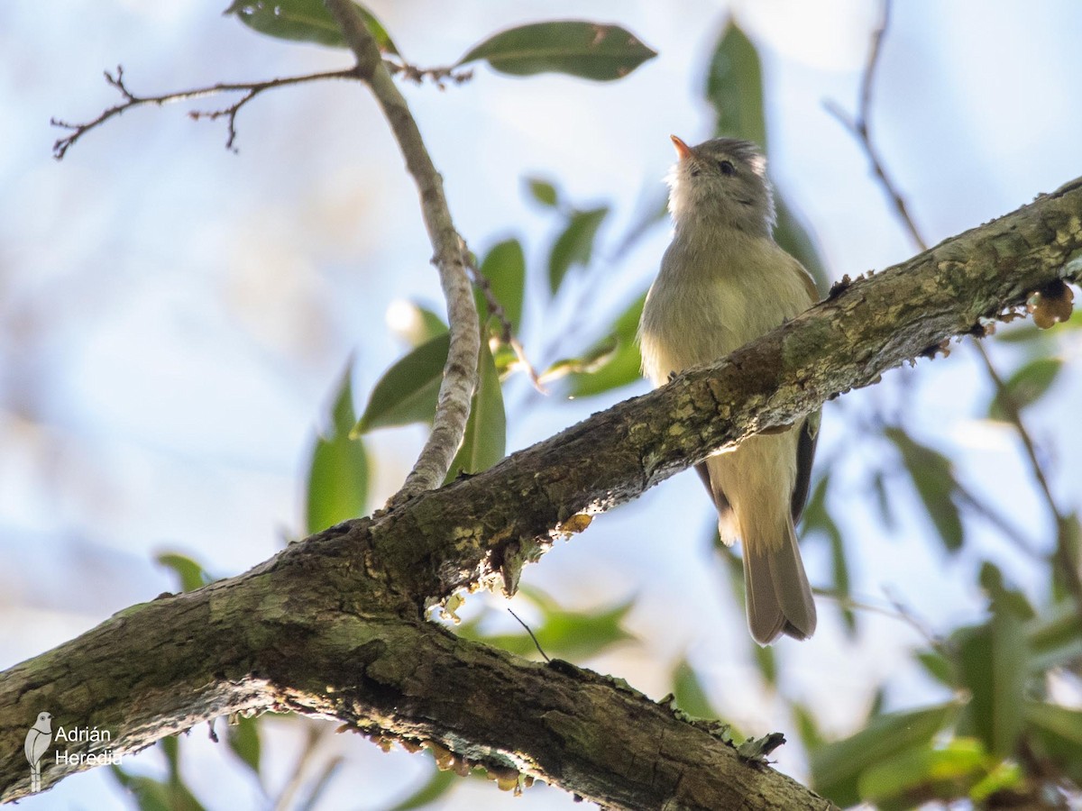 Southern Beardless-Tyrannulet - Adrián  Heredia