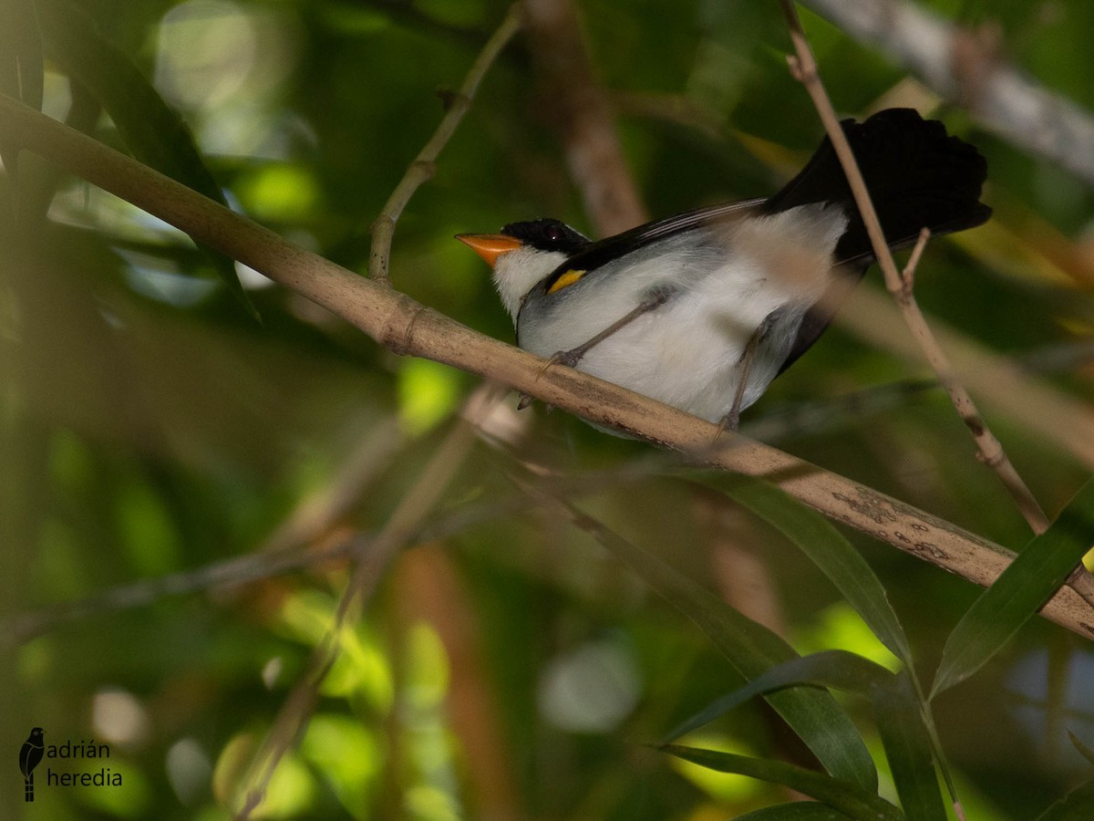 Saffron-billed Sparrow - Adrián  Heredia