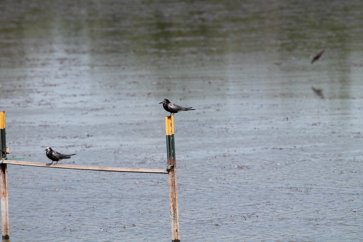 Black Tern - Greg Lawrence