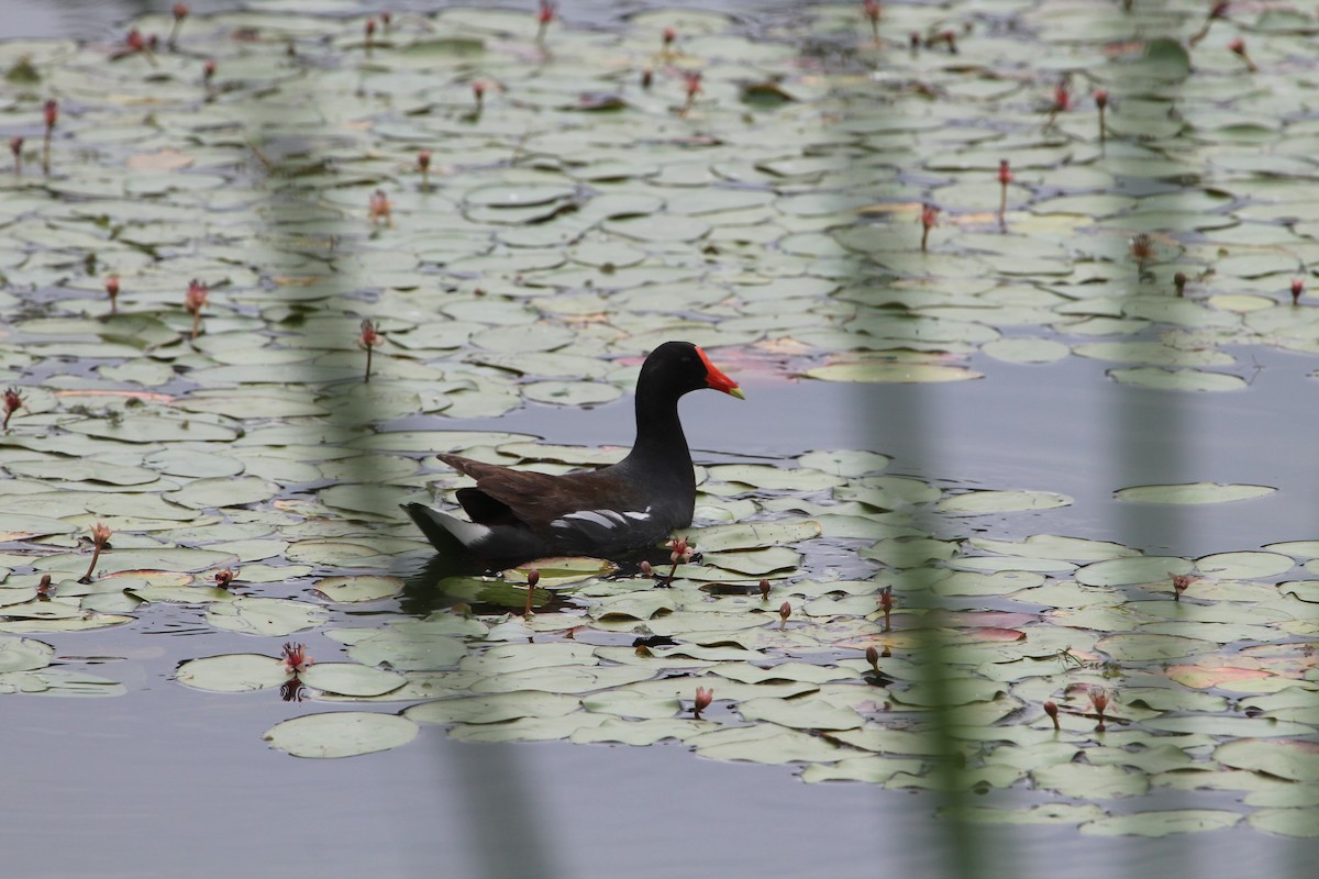 Common Gallinule - ML22222881