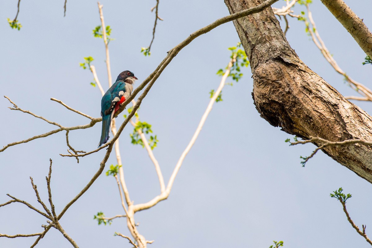 trogon kubánský - ML222229901