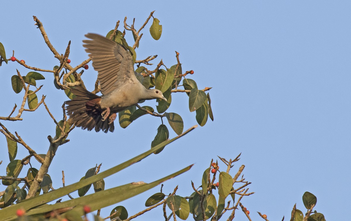 Green Imperial-Pigeon - ML222230721