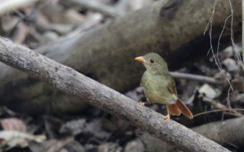 Red-crowned Ant-Tanager - Mark Scheel