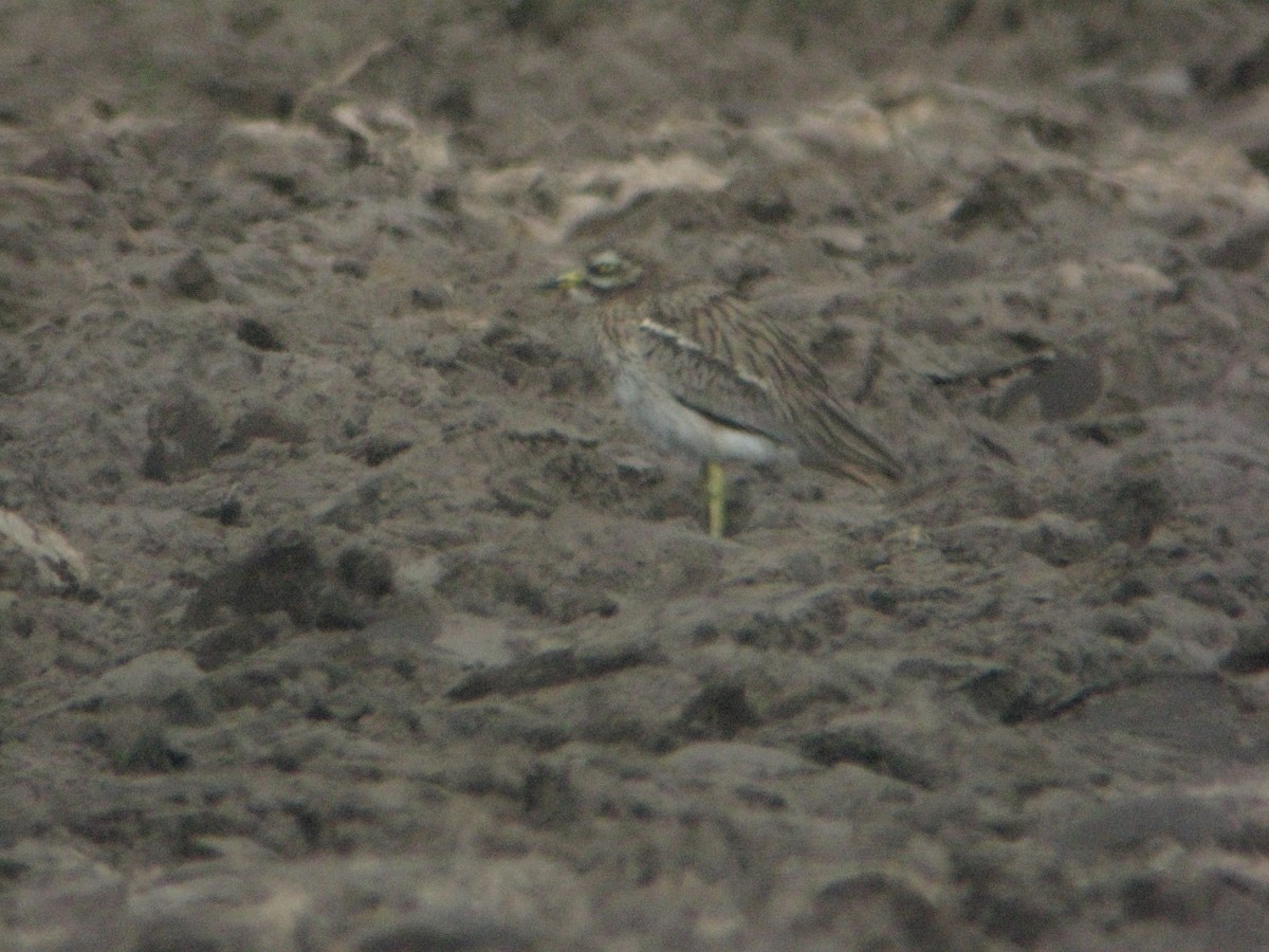 Eurasian Thick-knee - ML222233541