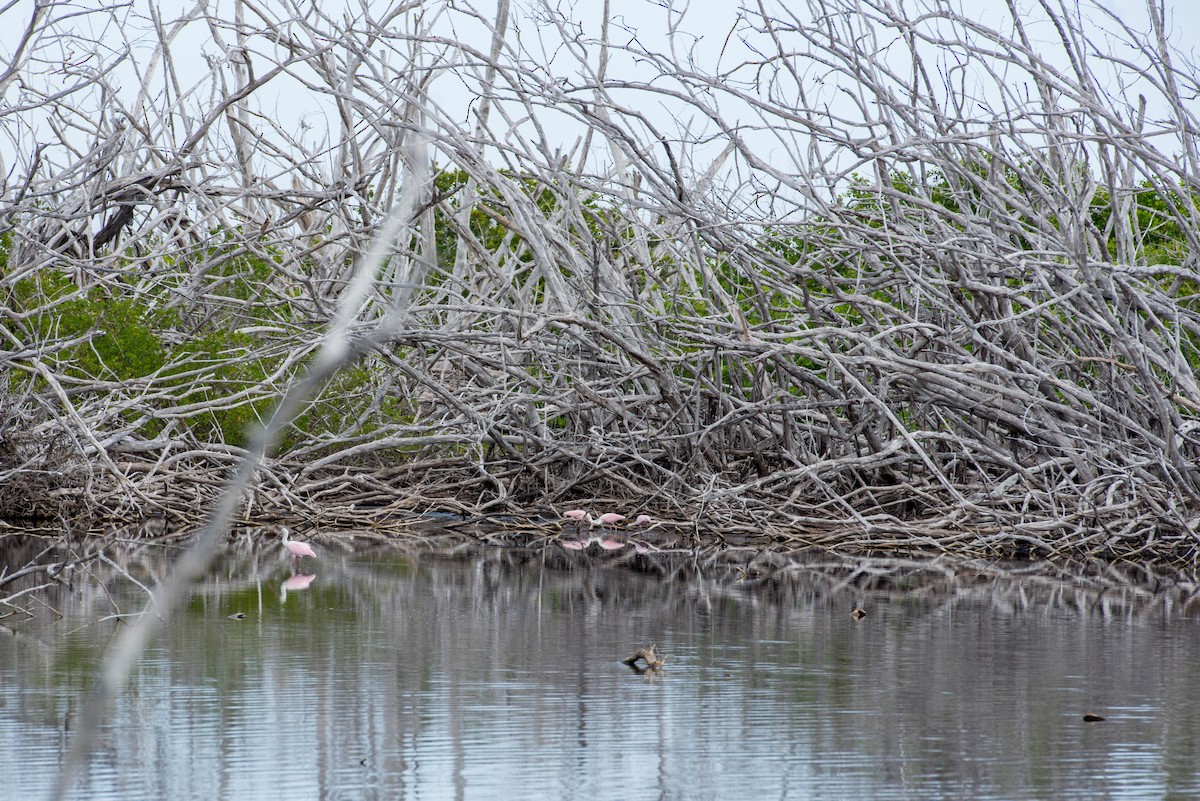 Roseate Spoonbill - ML222233561