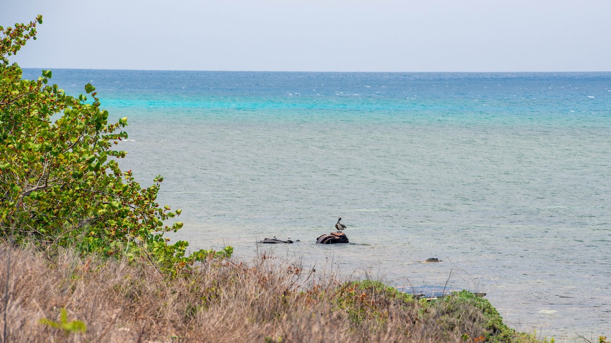 Brown Pelican - ML222233931