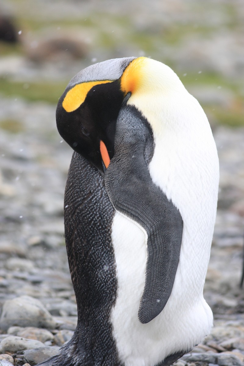 King Penguin - Oscar Campbell