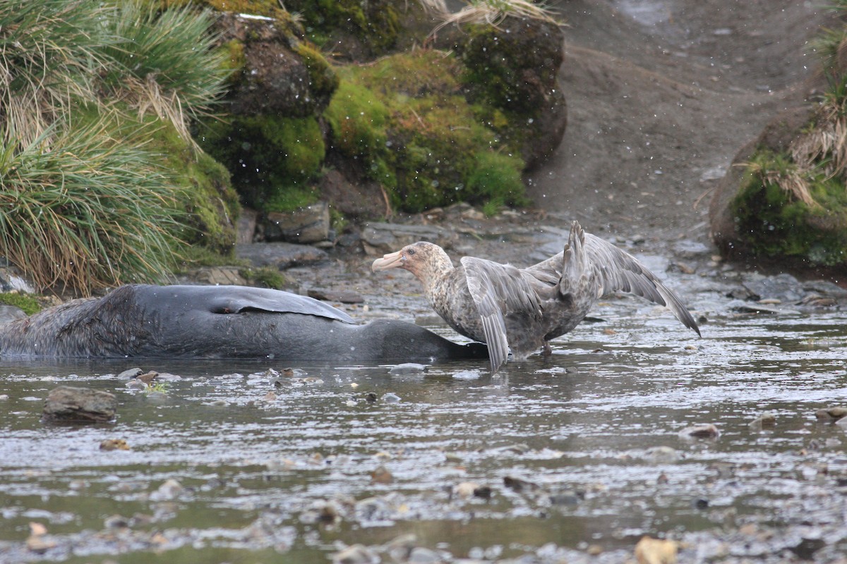 Southern Giant-Petrel - Oscar Campbell