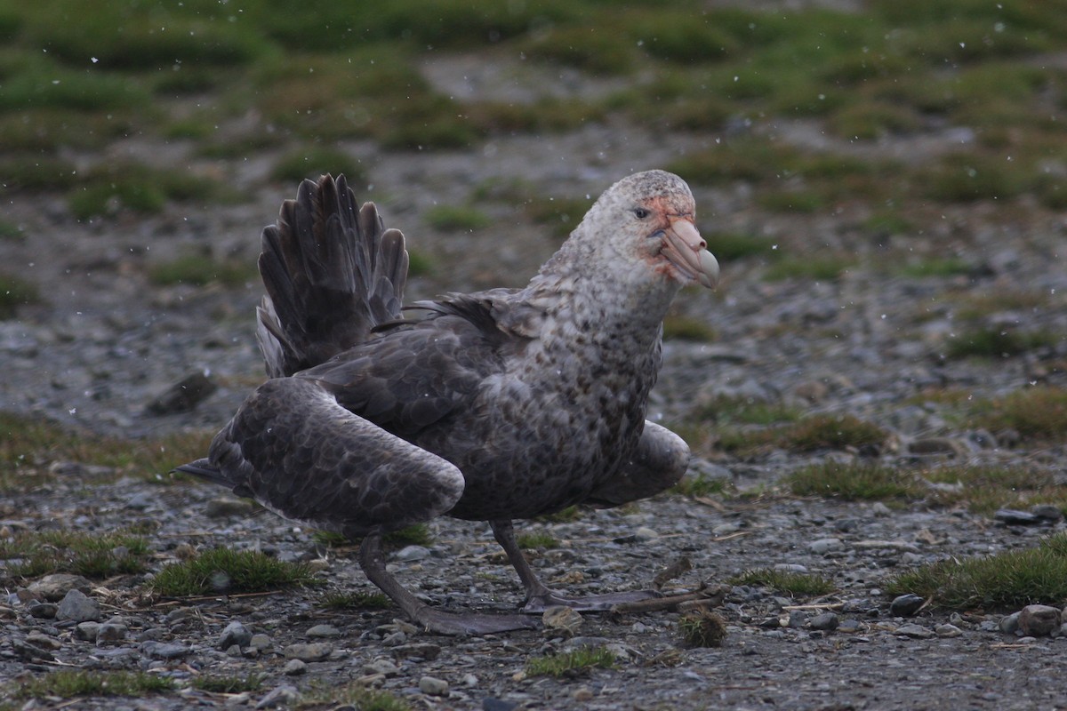 Southern Giant-Petrel - Oscar Campbell