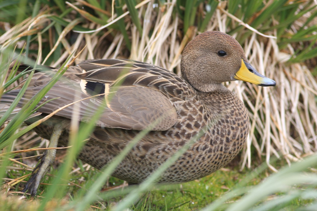 Yellow-billed Pintail (South Georgia) - Oscar Campbell