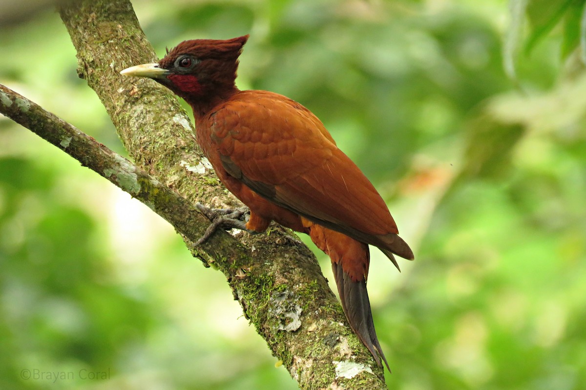 Chestnut Woodpecker - Brayan Coral Jaramillo