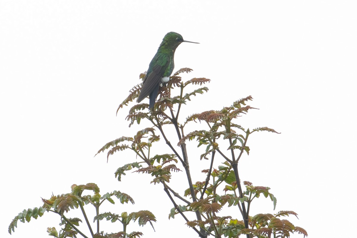 Glowing Puffleg - Michael Todd