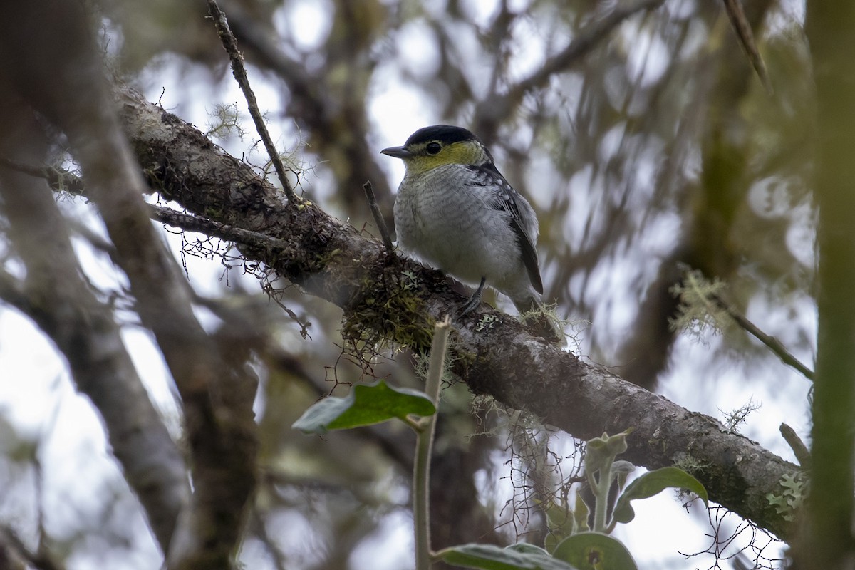 Barred Becard - ML222236671