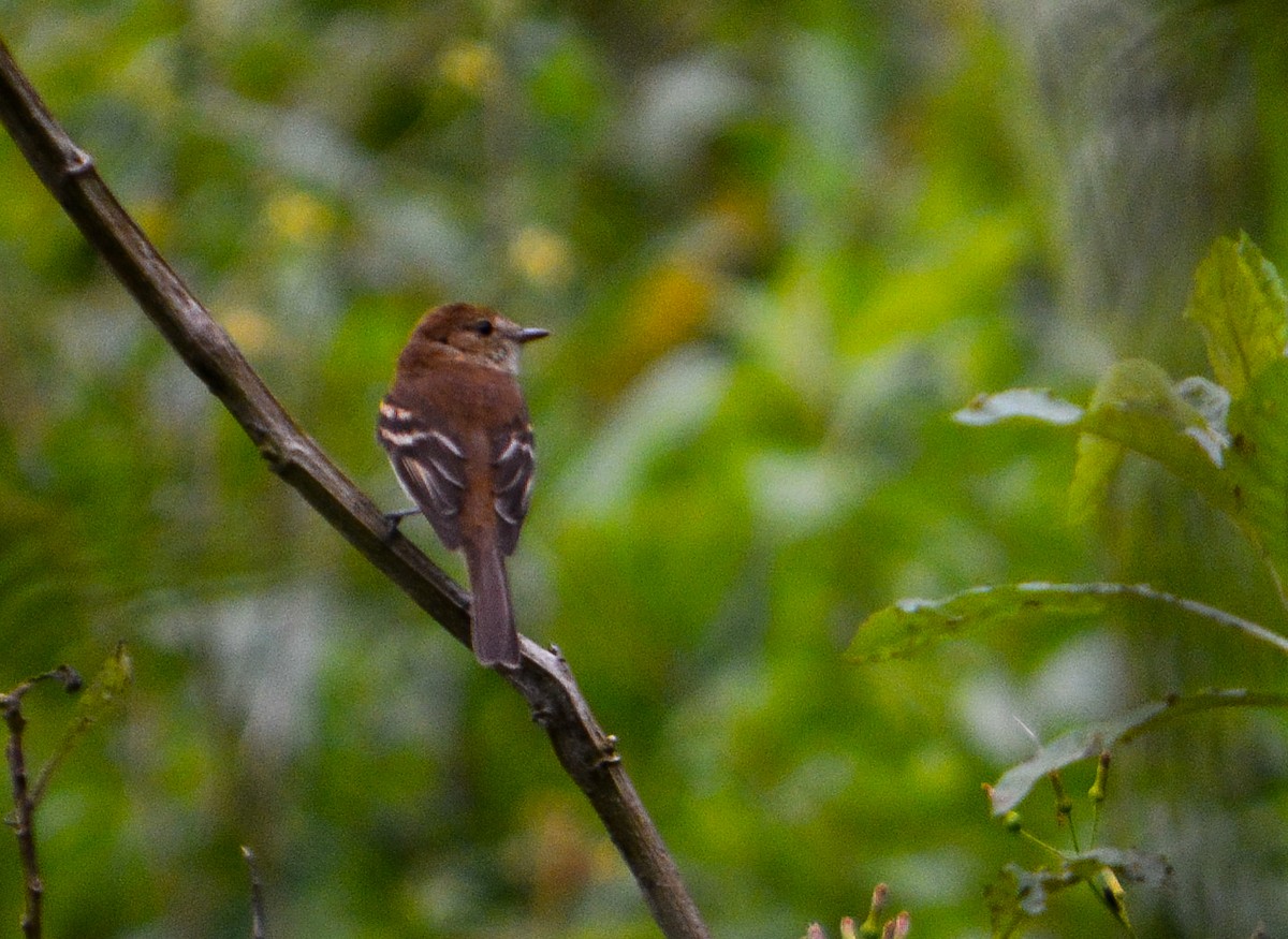 Bran-colored Flycatcher - ML22223681