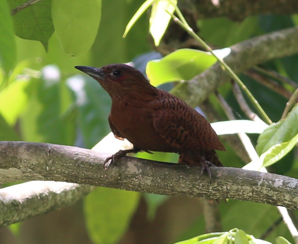 Rufous Woodpecker - ML222236871