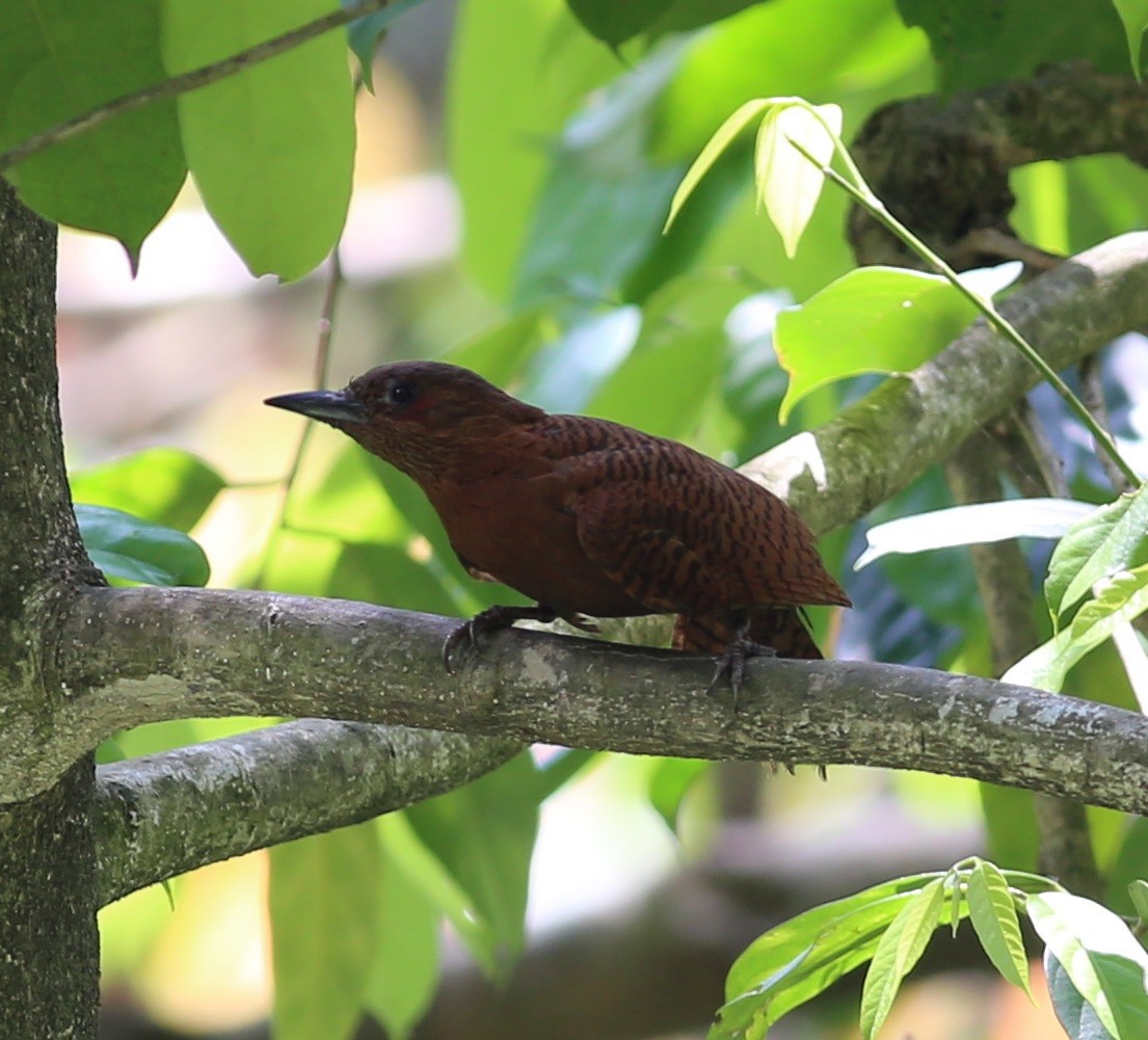 Rufous Woodpecker - ML222236881