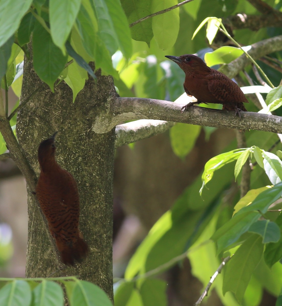 Rufous Woodpecker - ML222236931