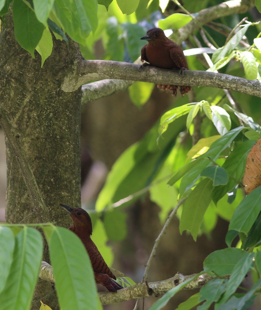 Rufous Woodpecker - ML222236941