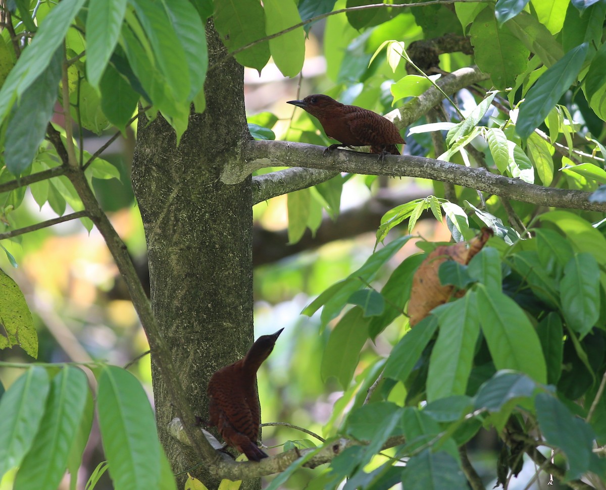 Rufous Woodpecker - ML222236971