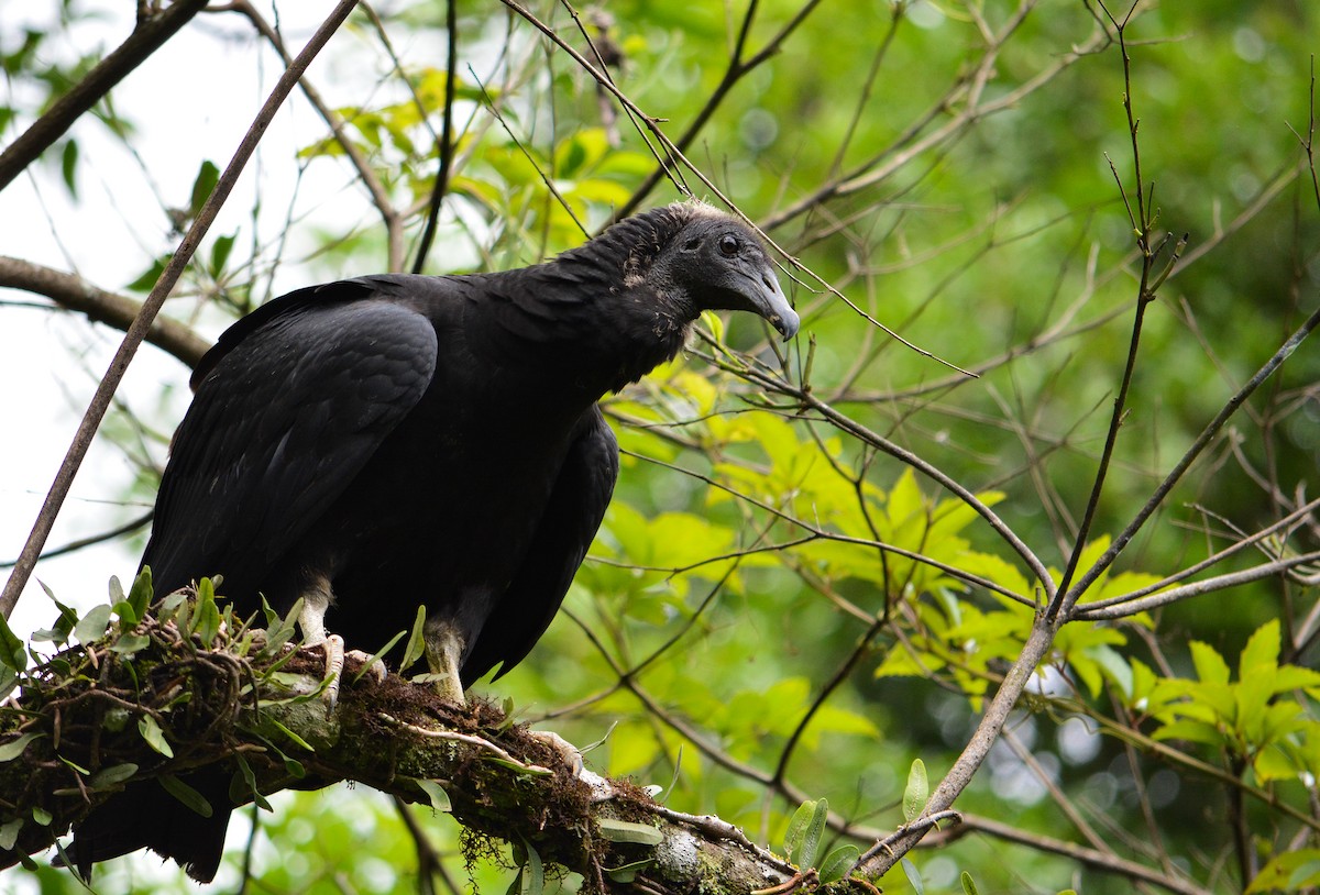 Black Vulture - ML22223711