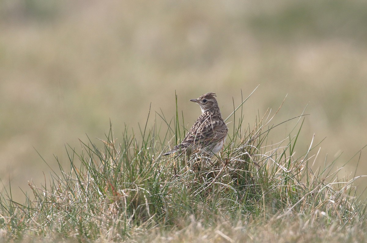 Eurasian Skylark (European) - Daniel Branch