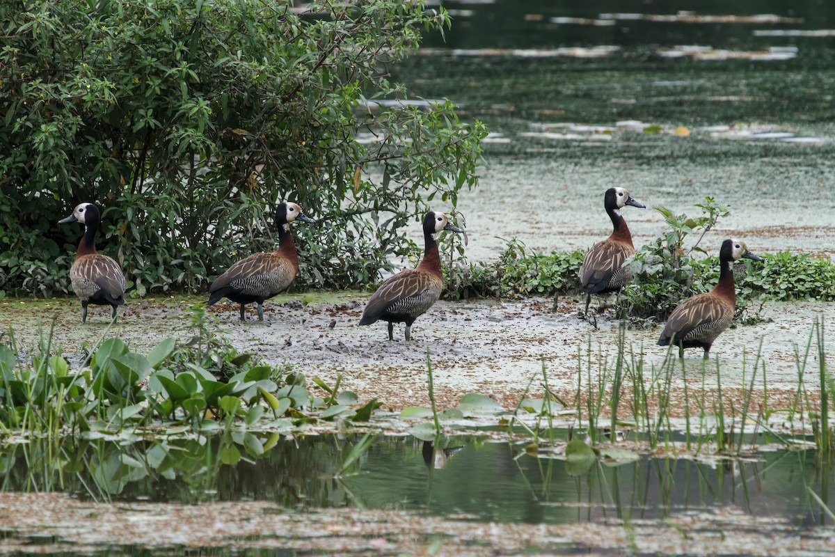 White-faced Whistling-Duck - ML222237321