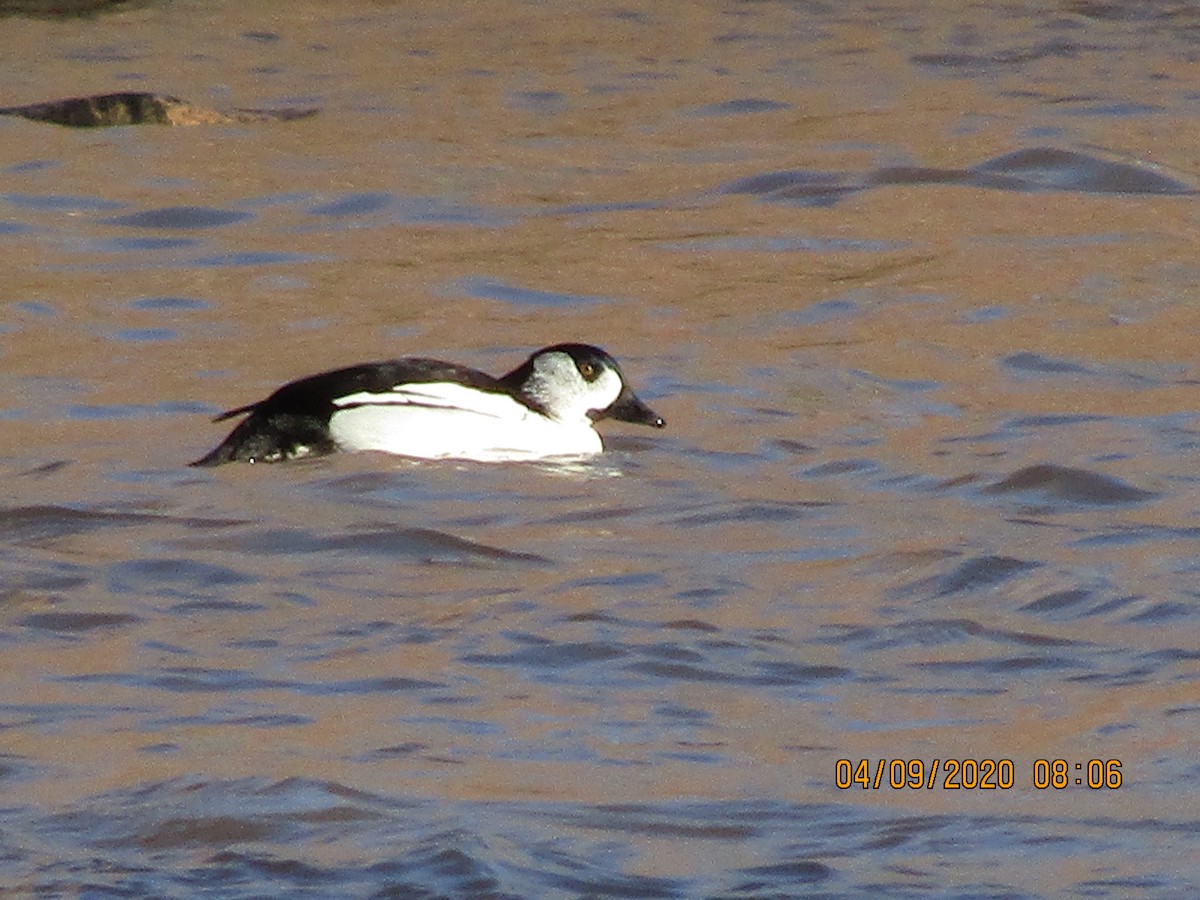 Bufflehead x Common Goldeneye (hybrid) - ML222238381