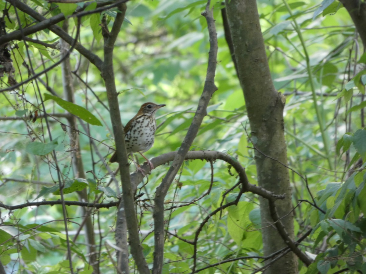 Wood Thrush - ML222241271