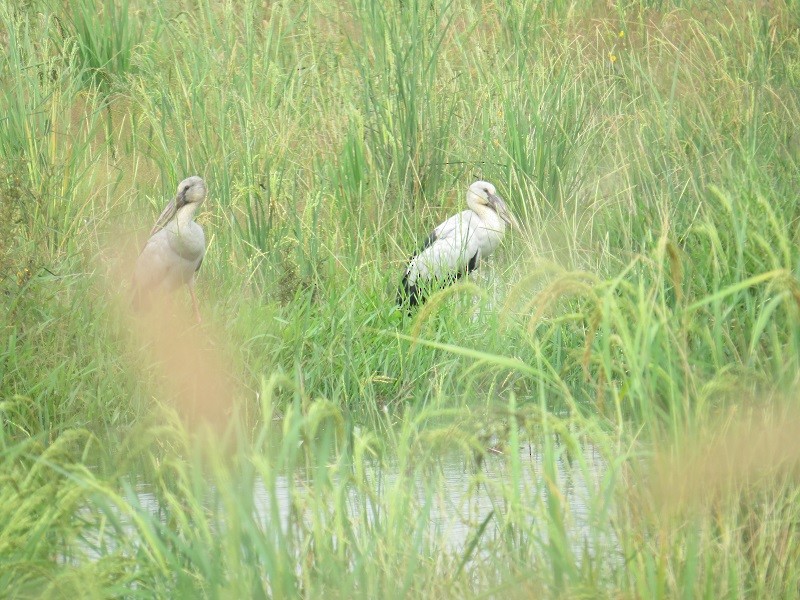 Asian Openbill - Dilip Polpakkara