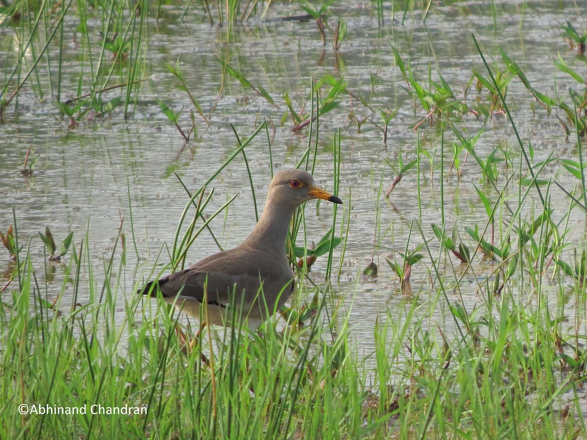 Gray-headed Lapwing - ML22224191