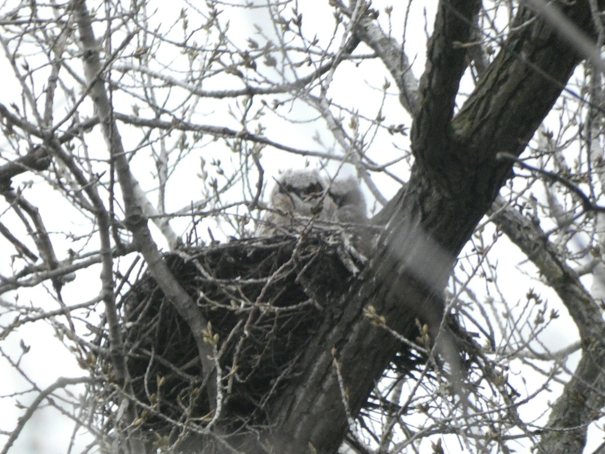 Great Horned Owl - ML222242761