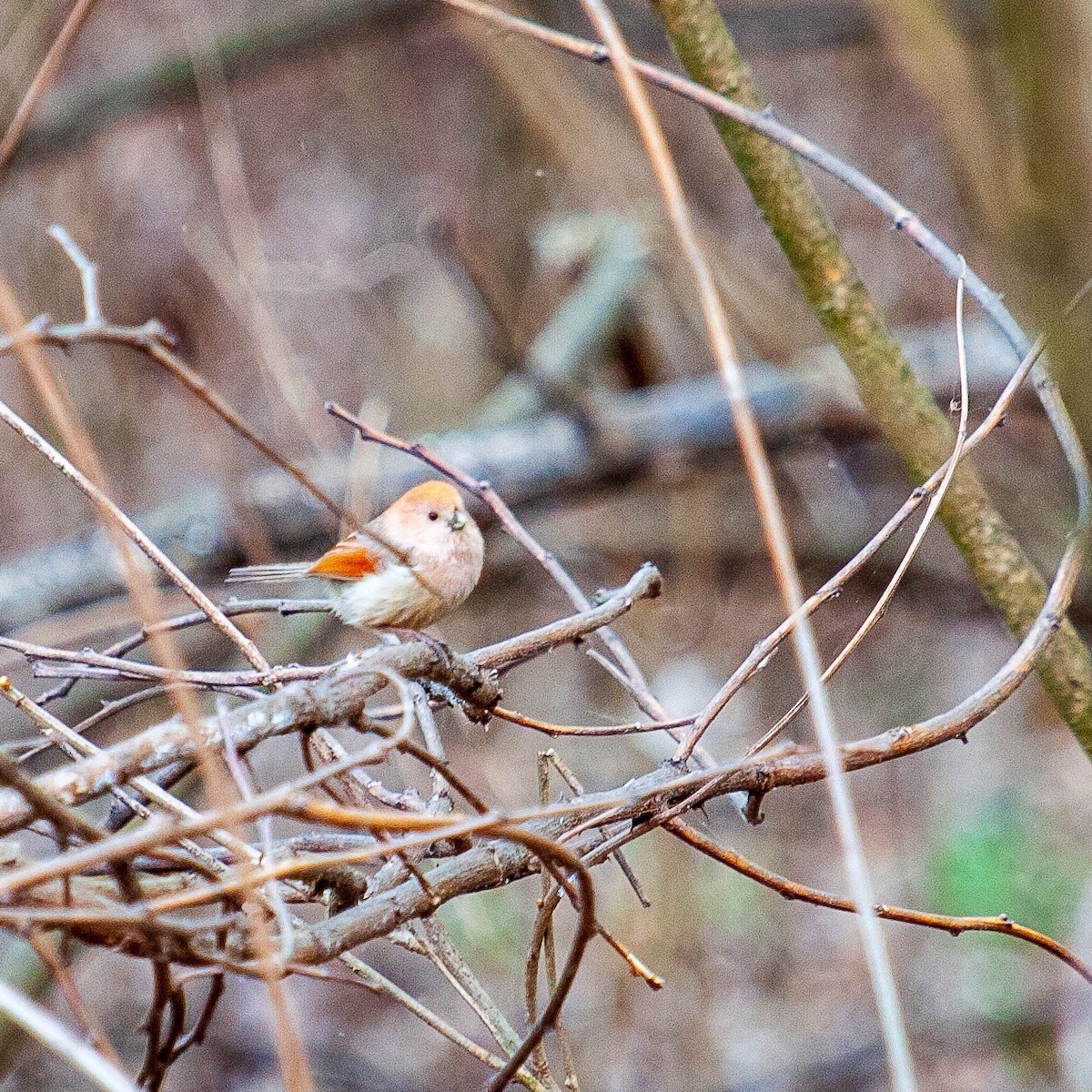 Vinous-throated Parrotbill - ML222243241