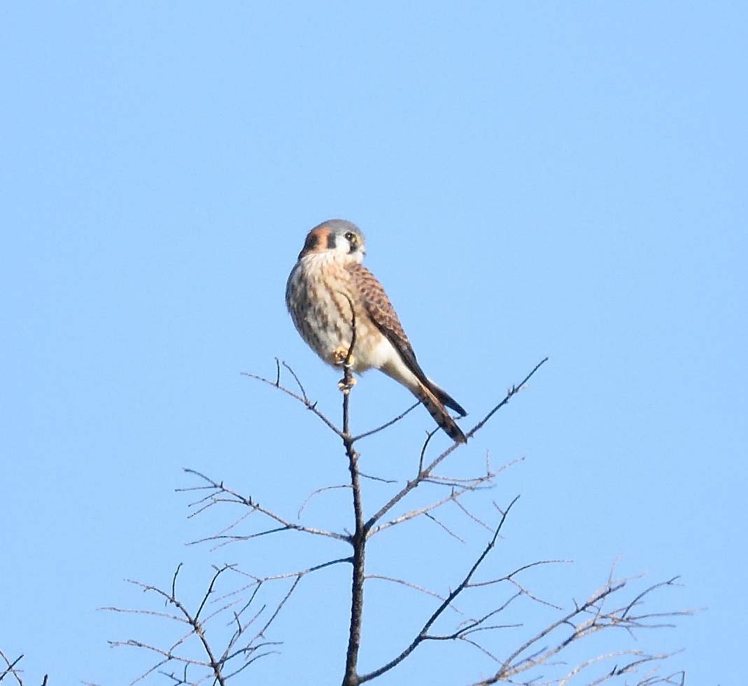 American Kestrel - ML22224671
