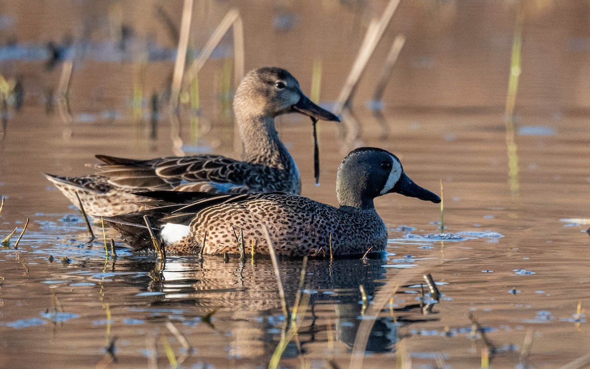 Blue-winged Teal - ML222246831