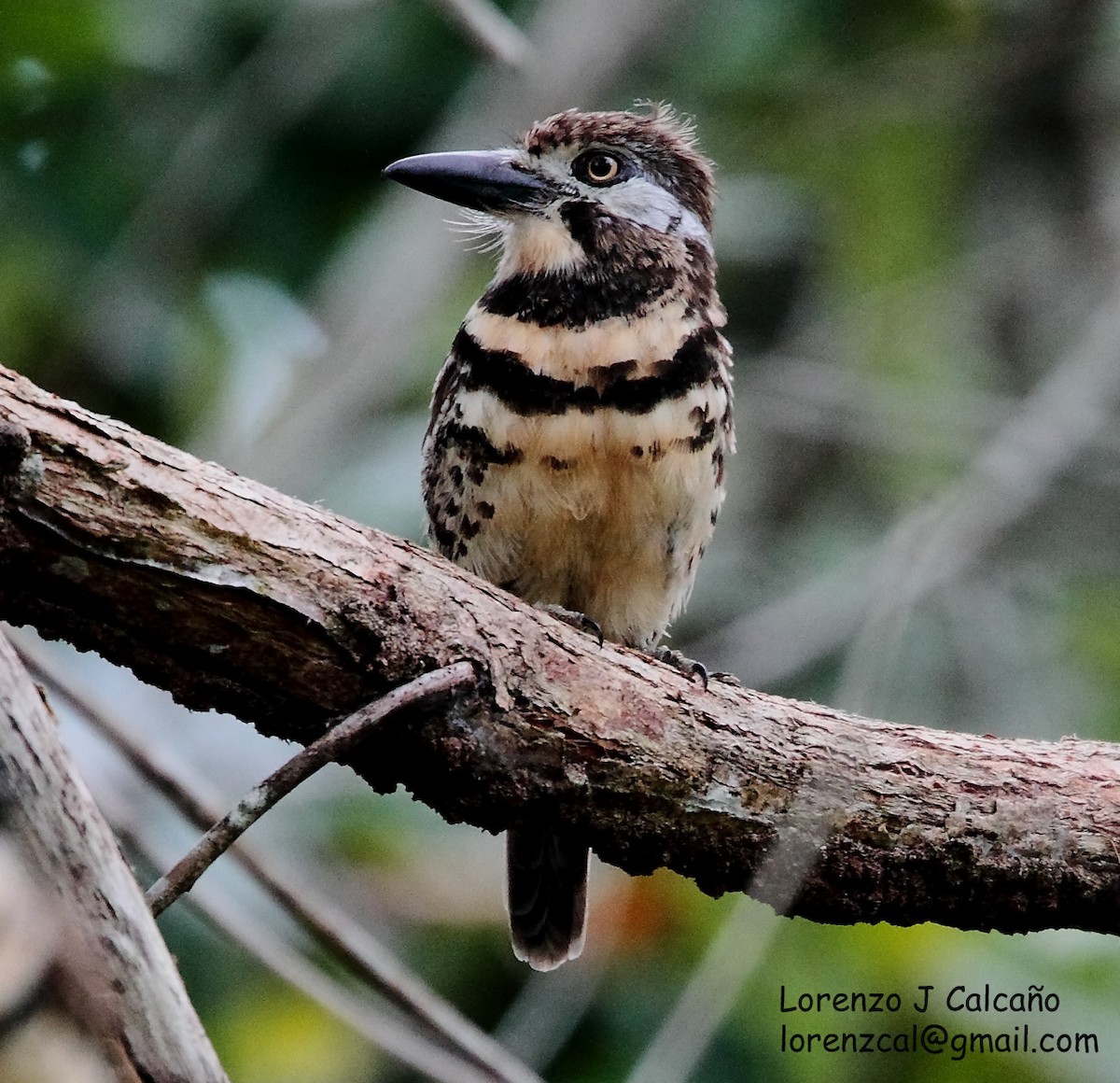 Two-banded Puffbird - ML222248061
