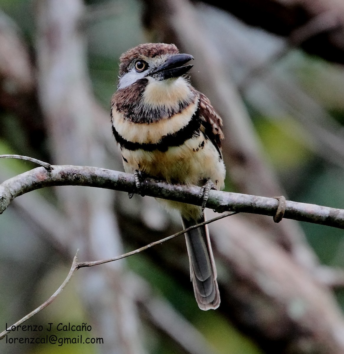 Two-banded Puffbird - Lorenzo Calcaño