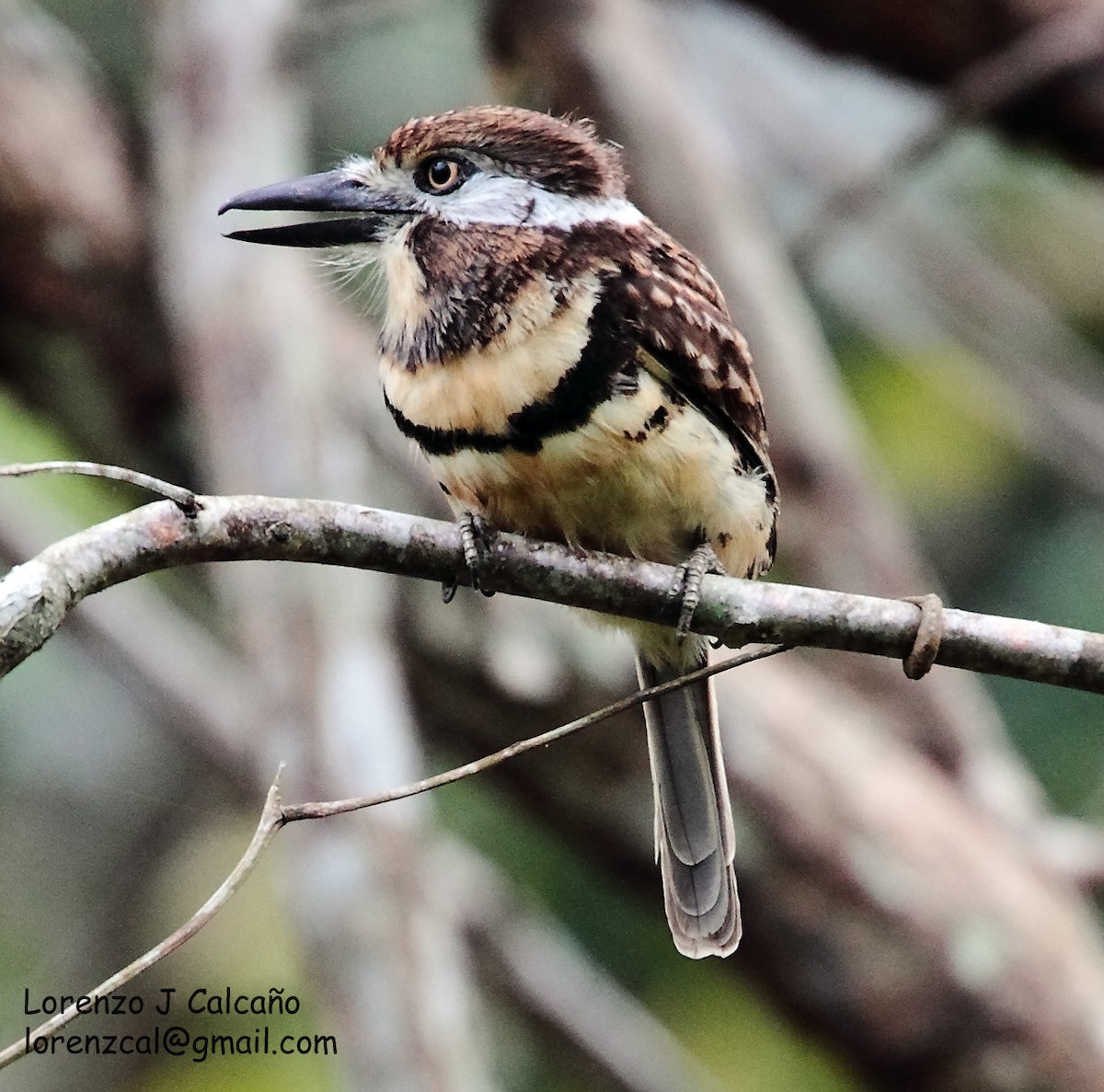 Two-banded Puffbird - ML222248081