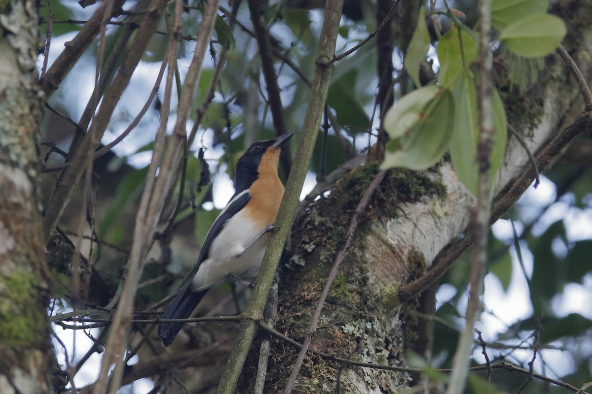 Lühder's Bushshrike - ML222248271