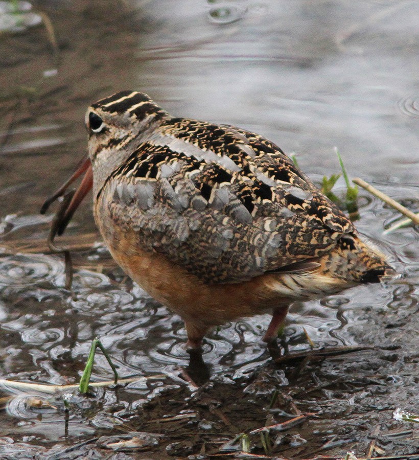 American Woodcock - ML22224831