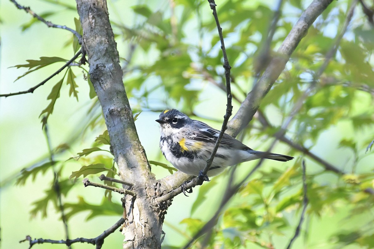 Yellow-rumped Warbler (Myrtle) - ML222249811