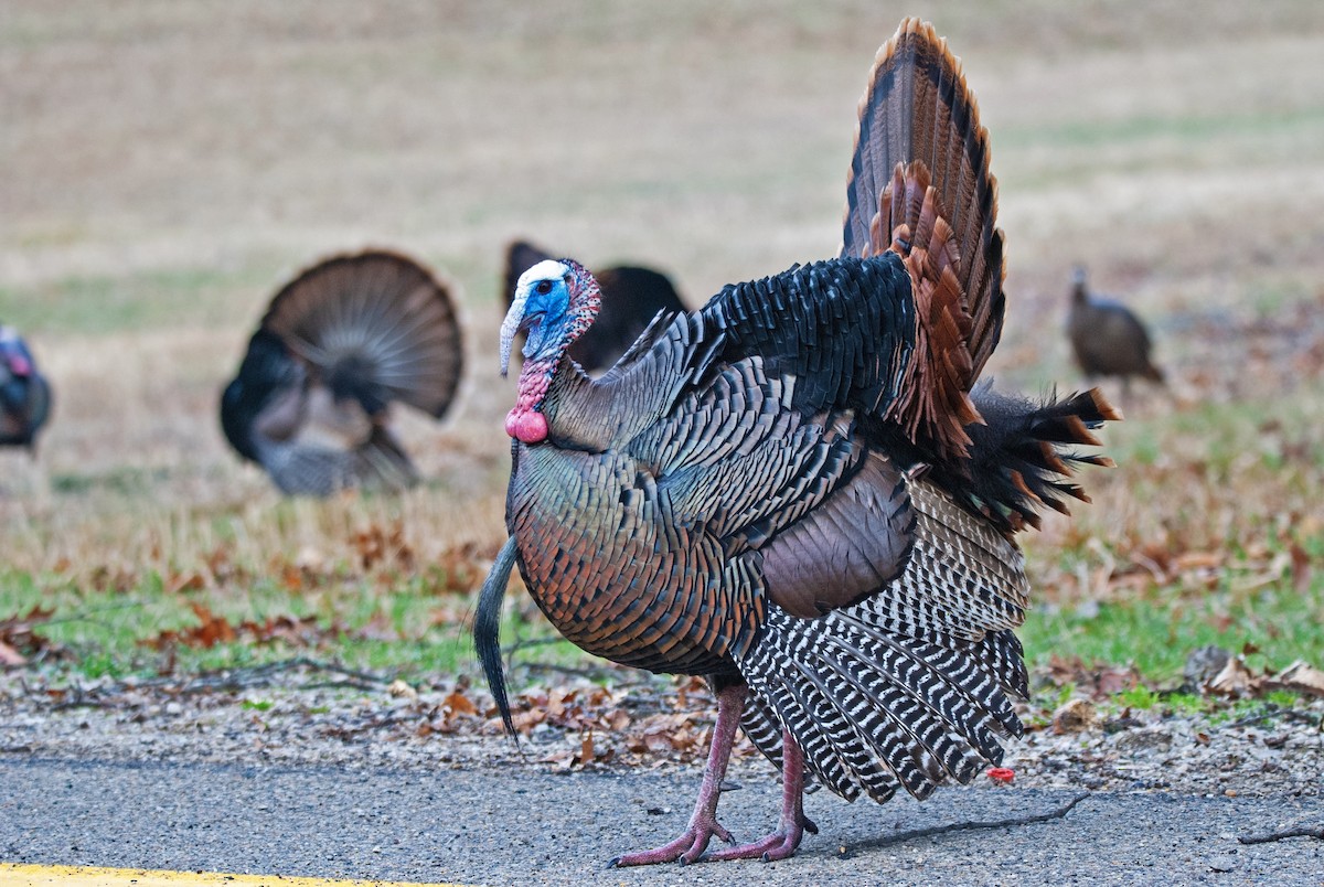 Wild Turkey - Andrew Simon