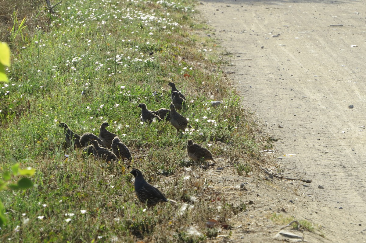 California Quail - ML222251451