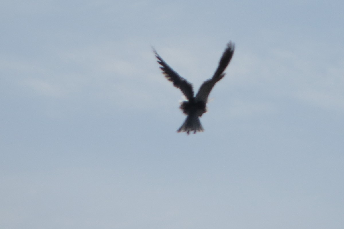 White-tailed Kite - ML222251541