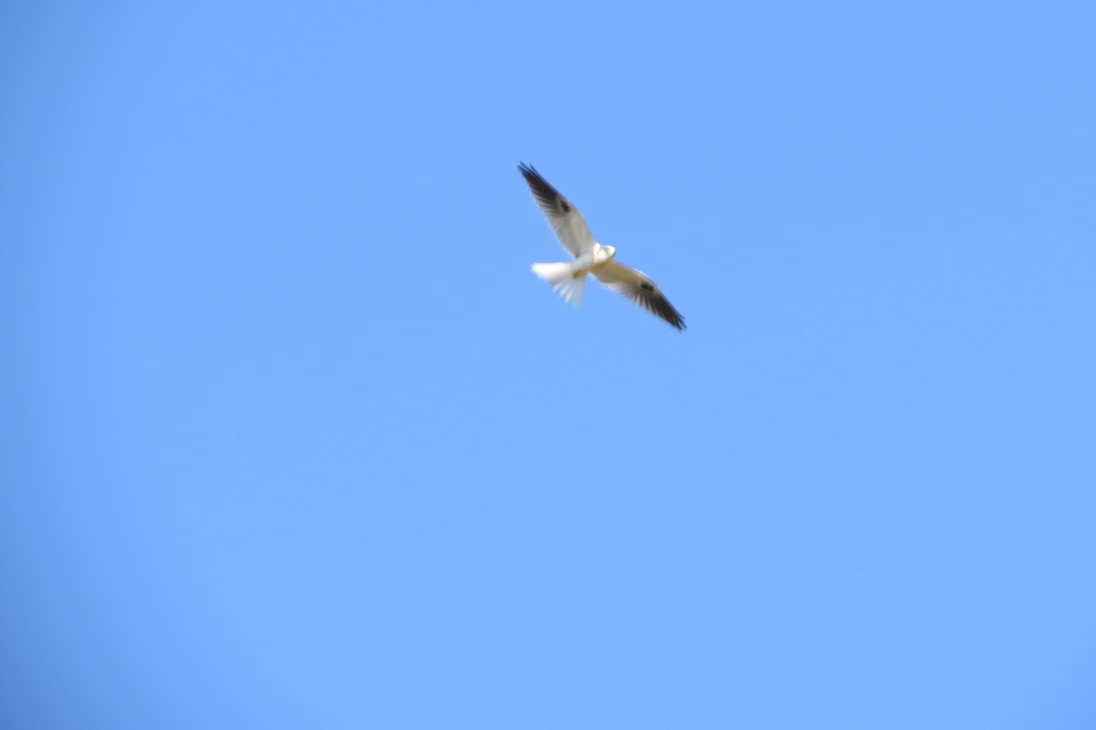 White-tailed Kite - ML222251551